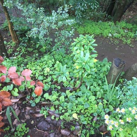 Eco Cabana Puerto Varas Ngoại thất bức ảnh